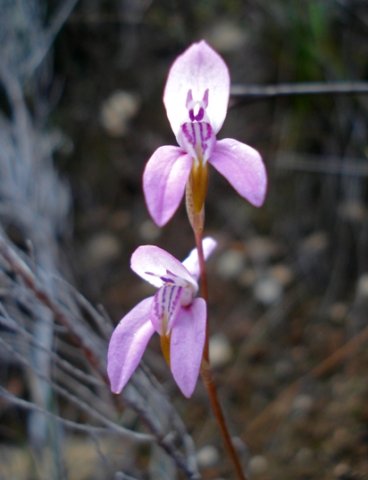 Disa bifida