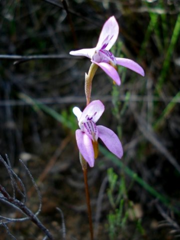 Disa bifida flowers