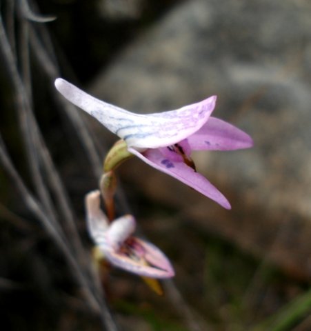 Disa bifida floral spur