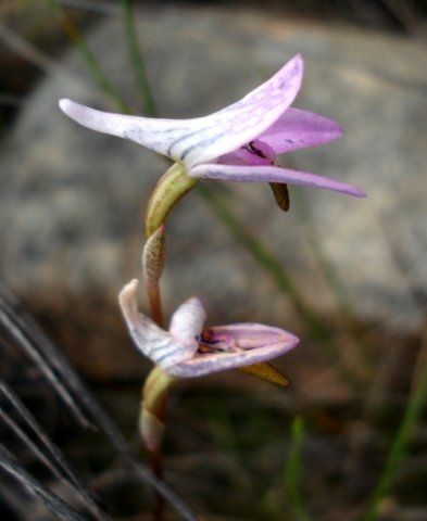 Disa bifida bracts