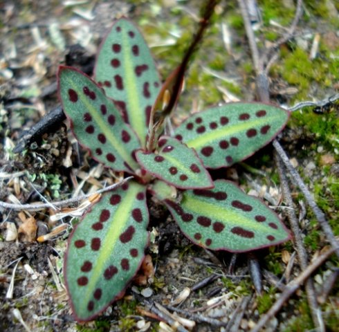 Disa bifida leaves
