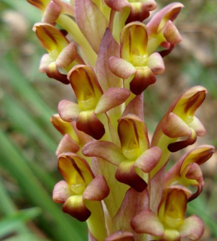 Disa bolusiana flower individuality
