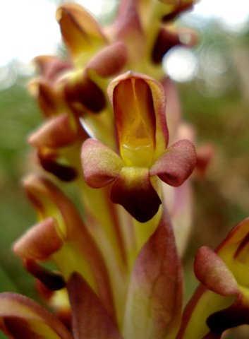 Disa bolusiana, the flower