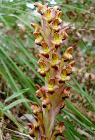 Disa bolusiana