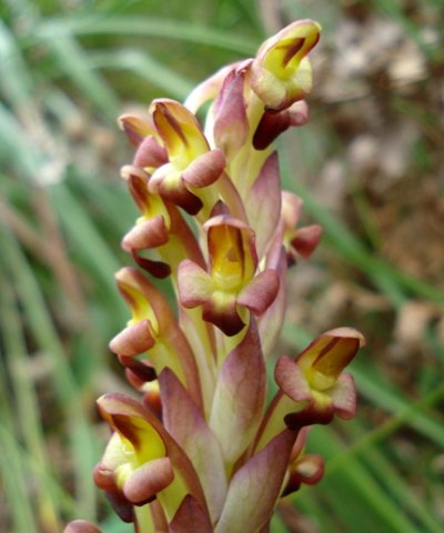 Disa bolusiana bracts