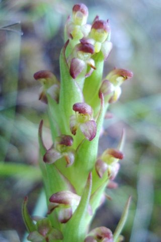 Disa bracteata not loved everywhere!