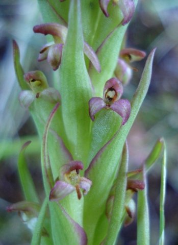 Disa bracteata flowers