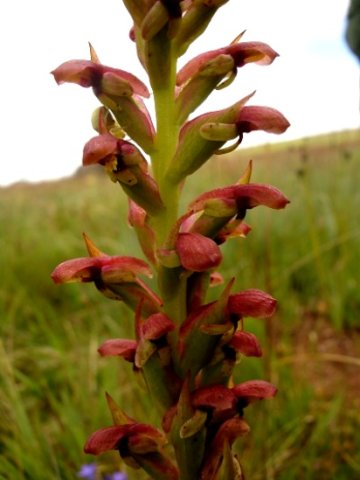 Disa brevicornis flowers