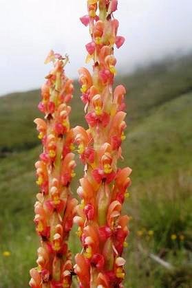 Disa chrysostachya