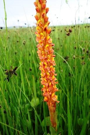 Disa chrysostachya spike contrasting with grassy plants
