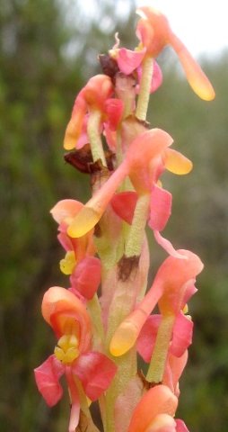 Disa chrysostachya floral details