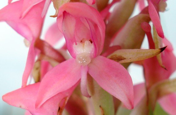 Disa clavicornis flower