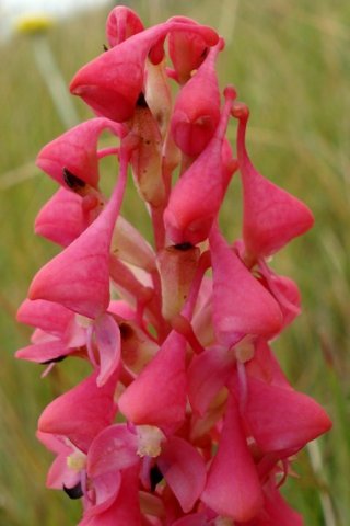 Disa clavicornis looking down
