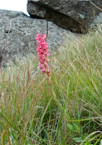 Disa clavicornis