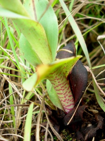 Disa clavicornis leaves
