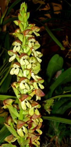 Disa cornuta inflorescence