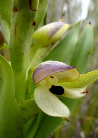 Disa cornuta flower