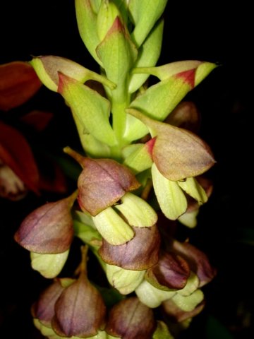 Disa cornuta shift in outlook