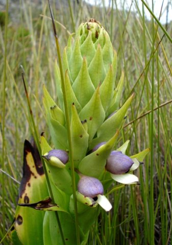 Disa cornuta bracts over buds