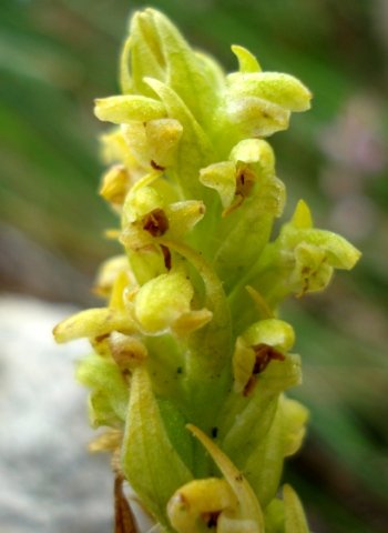 Disa cylindrica flowers