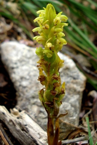 Disa cylindrica