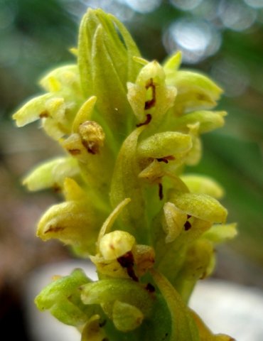 Disa cylindrica curving, twisted bracts