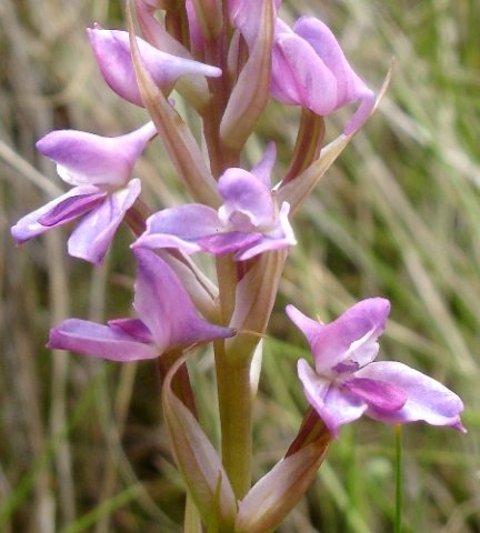Disa stricta flowers