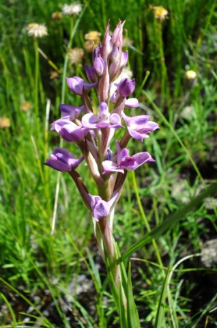 Disa stricta short inflorescence and leaf tips
