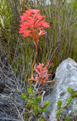 Disa ferruginea