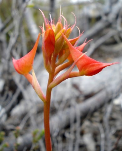 Disa ferruginea buds