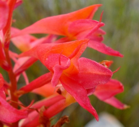 Disa ferruginea flowers
