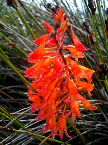 Disa ferruginea curving and straight spurs