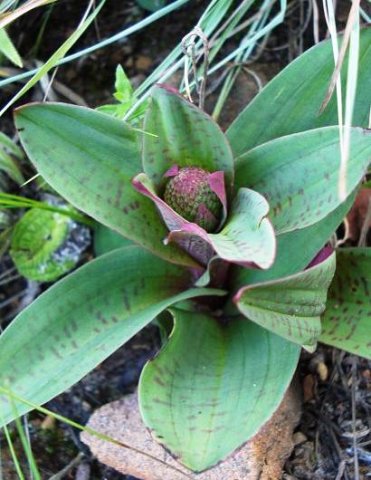 Disa fragrans