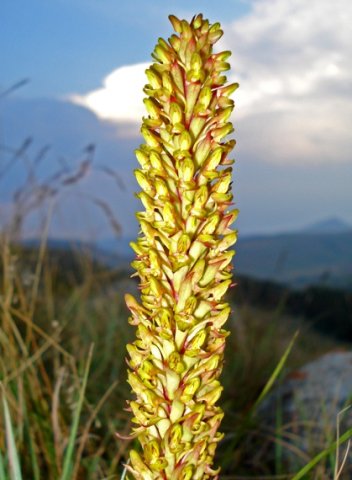 Disa fragrans inflorescence