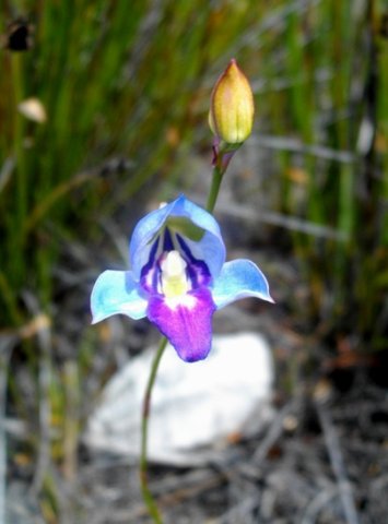 Disa graminifolia on Table Mountain