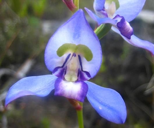Disa graminifolia flower