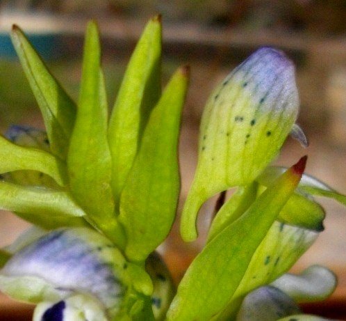 Disa hallackii bracts and flowers