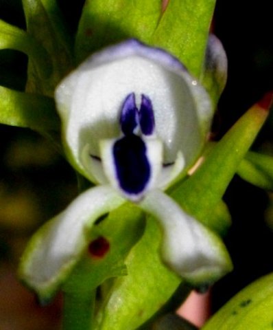 Disa hallackii flower looking rude