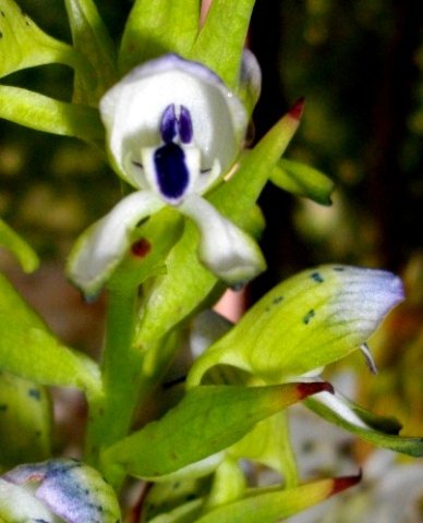 Disa hallackii