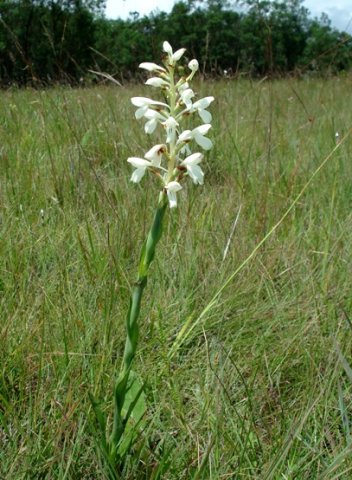 Disa intermedia leaves