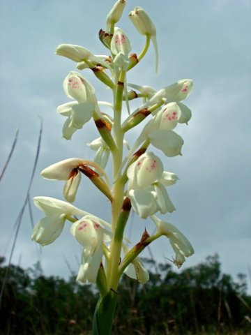 Disa intermedia inflorescence