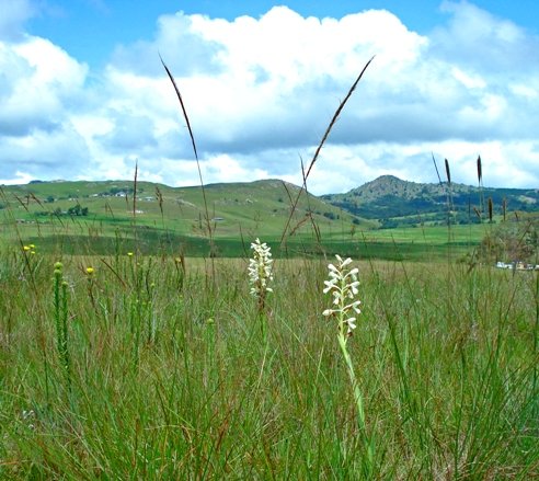 Disa intermedia 