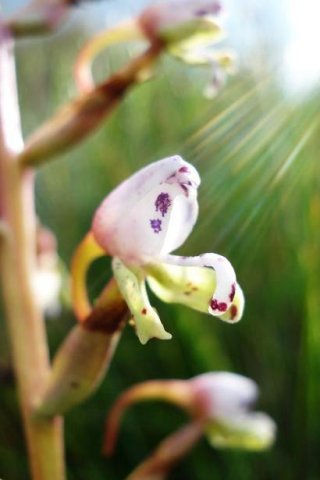 Disa klugei
