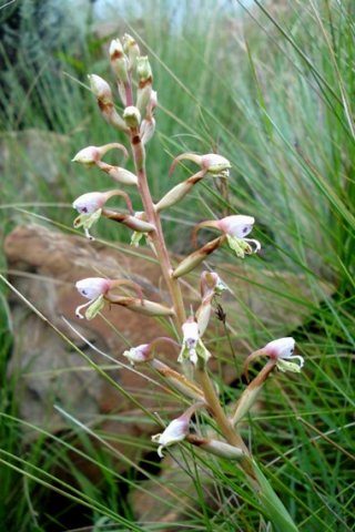 Disa klugei in the grass