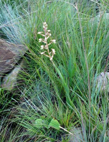 Disa klugei stem leaves