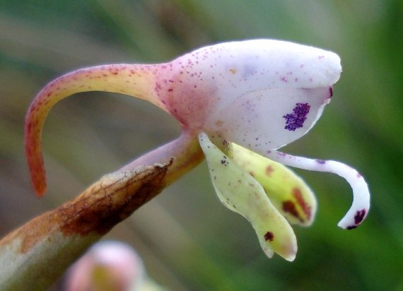 Disa klugei flower