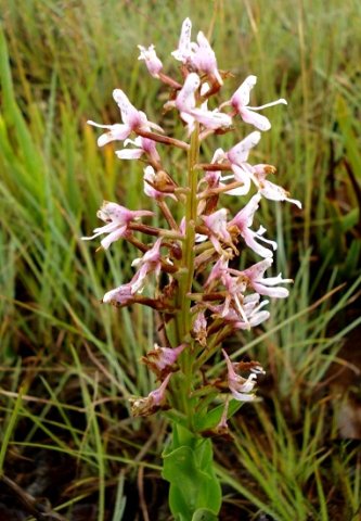 Disa patula var. patula