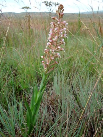Disa patula var. patula leaves