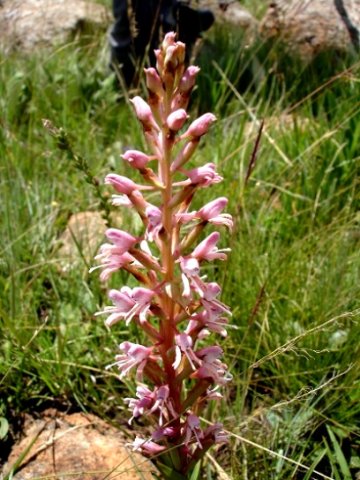 Disa patula var. transvaalensis