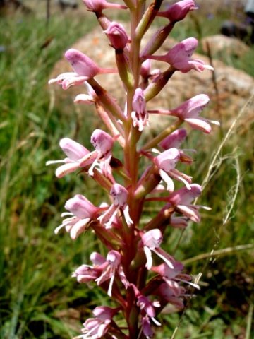 Disa patula var. transvaalensis